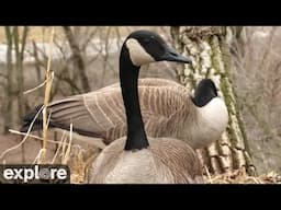 Decorah Goose Cam powered by EXPLORE.org