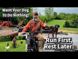 Run First, Rest Later: How Exercise Unlocks Your Dog's Ability To Relax