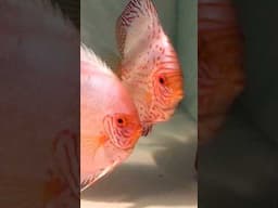 DISCUS FISH BABIES HATCHED #discusfish #youtubeshorts #shorts