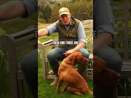 Dog In Season: Handling Stress & Softness