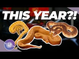 HAIL MARY Pairings | Most Anticipated Clutches of 2025 | #ballpython #snake #reptiles