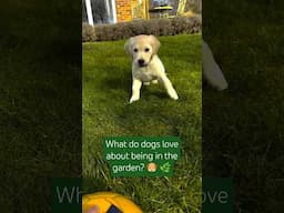 What do dogs enjoy most about being in the garden? #RHS #rhschelsea
