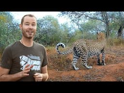 There are leopards EVERYWHERE! 🐆🐆🐆 Season Finale