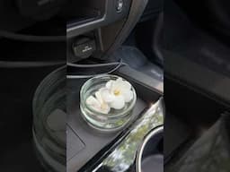 Just two gardenias to perfume the car #flowers #plants