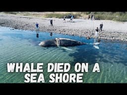 Found Dead Whale In Denmark |deepak magar | denmark|  rønde |aarhus | travel |