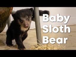 Cleveland Metroparks Zoo Announces Sloth Bear Cub Birth