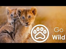 Go Wild Teaser