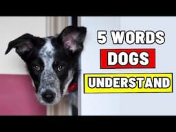 Say These 5 Words to Your Dog – Watch What Happens