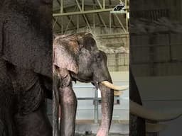 Vayu getting a shower at Elephant Hospital Campus!
