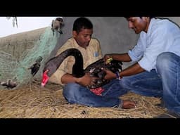 Indian Maynas Are Entangled In Fishing Net / We Had To Do This With Black Swan.