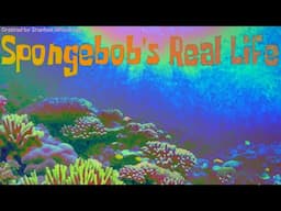 "SpongeBob's Real Life" | SpongeBob SquarePants Creepypasta
