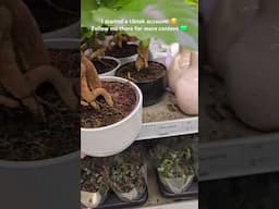 I started a tiktok account! 💚  #plants #houseplants #garden #ikea #plantshopping #spendthedaywithme
