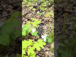 White Trilliums turn pink as they age #nature #plants #canada