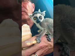 5 fun facts about Ringtail Lemurs #lemur #animal #shorts