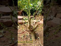 #ficus rumphii #ficus #bonsai #ficusracemosa @janabonsaigradenPintu