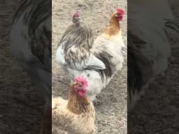 Meet the Fluffy Butt Club! | Backyard Chickens Get a Treat! (Part 2)