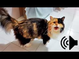 1 HOUR REAL CAT IN HEAT MEOWING MATE CALLING   PRANK YOUR PETS