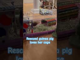 One of our newest rescues has the zoomies #guineapigs #guineapig