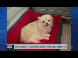 Cachorrinha desaparecida em Goiânia