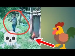 Panga Mat Lena 🐓 🤣 Moj Kardi 🤣 #Shorts