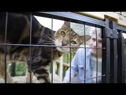 Podcast: Safe, Happy, and Outdoors: Why your cat needs a catio