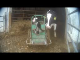 Crying Mothers, Bleeding Bodies: Inside a New Dairy Investigation
