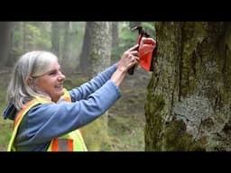Spongy moth: A nightmare for trees and you