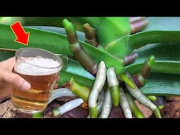 Just Water Once! Orchid Without Flowers Suddenly Blooms With Thousands Of Flowers!