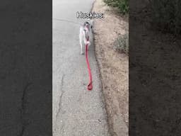 Husky Expectations / Reality🤣 Husky are the Queens of Drama | Huskies are pro at saying NO #husky