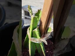 Sustainable Dragon fruit farming in Togo 🇹🇬