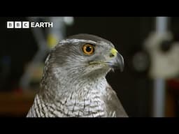 Spectacular Bird of Prey Flies at 30MPH | Deadly 60 | BBC Earth Kids