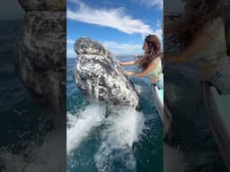 THE MOST INCREDIBLE WHALE ENCOUNTER IN THE WILD 🥹🐋 #shorts #whale #whalewatching