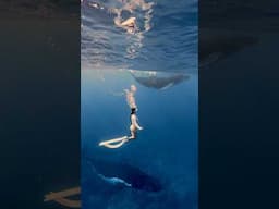 RARE SIGHTING OF HUMPBACK WHALES IN THE SHALLOWS 🐋🥹💫 #shorts #whale #whales #humpbackwhale
