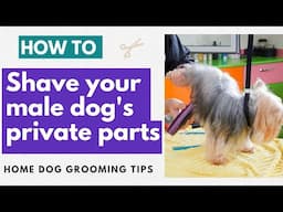How To Shave Your Male Dog's Private Parts | Male Sanitary Shave