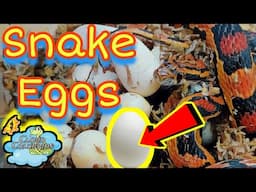 Our first snake Eggs of the year. Snake Breeding for beginners