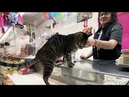 NYC Councilman introduces bill to legalize bodega cats | NBC New York