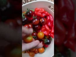 Rap Harvest 🎶 🍅