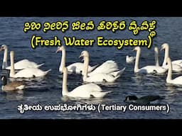 Fresh Water Ecosystem | Tertiary Consumers | ಸಿಹಿ ನೀರಿನ ಜೀವ ಪರಿಸರ ವ್ಯವಸ್ಥೆ | ತೃತೀಯ ಉಪಭೋಗಿಗಳು