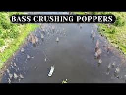 The BIG Bass only wanted these 2 Color poppers - Fly Fishing for Bass
