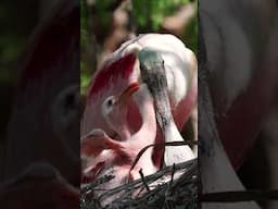 Spoonbill feeding babies in a nest in Florida