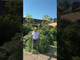 Umbeliferas #umbeliferas #cowparsely #garden #alexanders #bunnyguinness #Chelsea #giantfennel