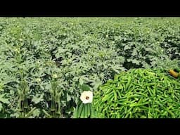 Okra Farming | Okra Farming in Pakistan | Okra Cultivation | Okra Farm