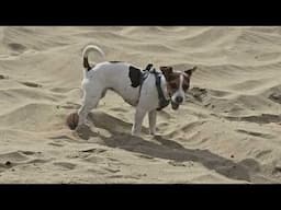 Rocko on the Carcross dunes