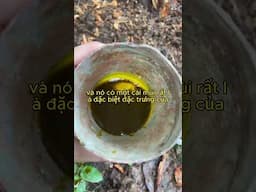 trị xì mủ sầu riêng hữu cơ