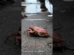 Animals are not ours to exploit or use.