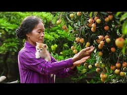 Thu hoạch cây vải sớm I Cuộc sống chậm rãi bình yên nông thôn, không tiếng xe cộ ồn ào!