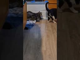 Do your cats do this? 😳🙈🤣😹 #cat  #funnycats #funny #love