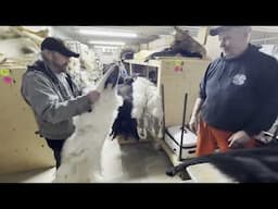 Wolf Pelt Handling, Tips & Tricks For Top Dollar From Legendary Fur Experts