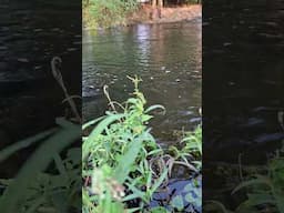 Sound of water stream always given goosebumps #nature #ytshorts #naturesounds #naturevibes