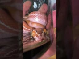 Tiny mom means tiny babies